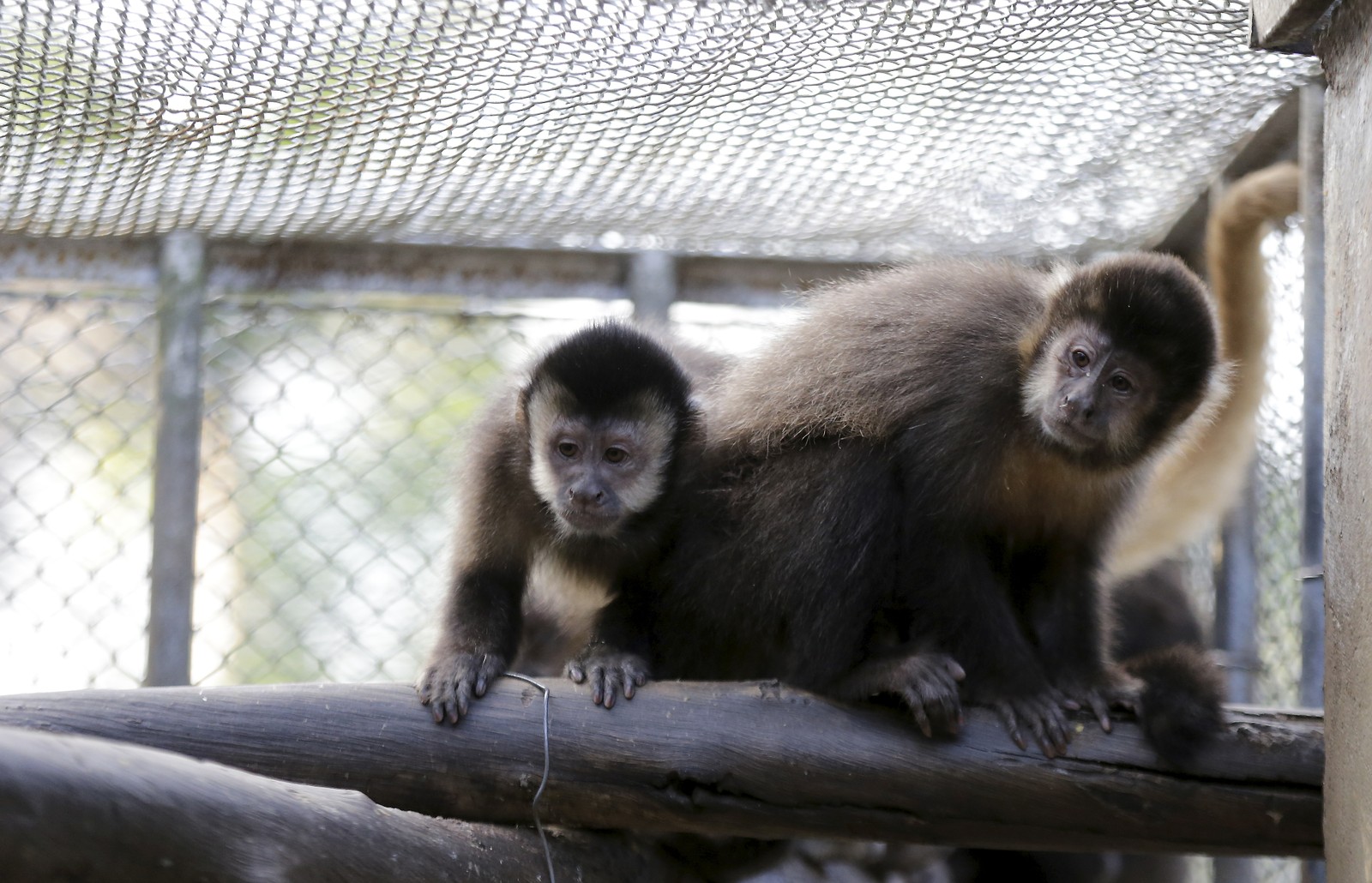 Macacos-pregos são vistos como símbolo de ostentação para o tráfico de animais e podem ser encontrados por cerca de R$ 5 mil.  — Foto: Domingos Peixoto / Agência O Globo
