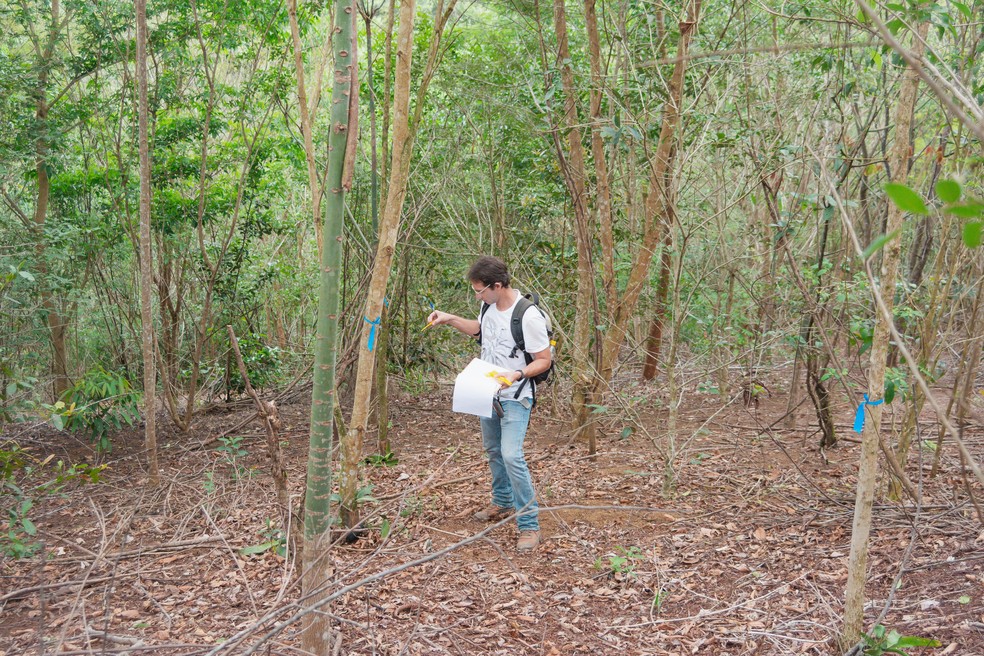 Pesquisador verifica as marcações das árvores selecionadas para receberem epífitas — Foto: Luiz Thiago de Jesus/AMLD