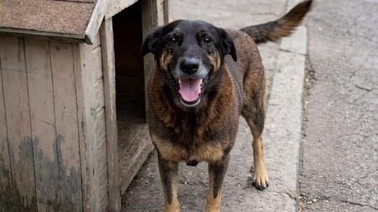 MP pede arquivamento do caso do cão Orelha após concluir que animal não morreu por agressões MP pede arquivamento do caso do cão Orelha após concluir que animal não morreu por agressões