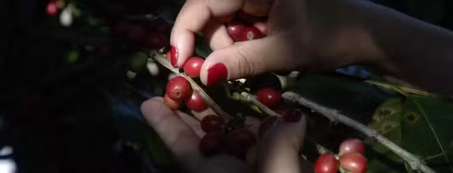 Estudo realizado pela Embrapa pesquisa solo, planta e grãos de café do Médio Paraíba Fluminense para embasar pedido de Indicação Geográfica por Denominação de Origem (IG-DO) — Foto: Custodio Coimbra/Agência O Globo