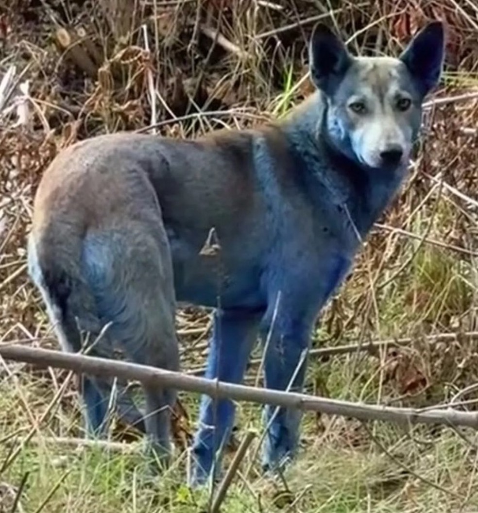 Cão visto com pelagem azul na região de Chernobyl — Foto: Reprodução/TikTok