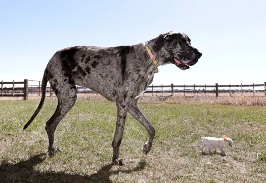 Reggie e Pearl reunidos em Idaho