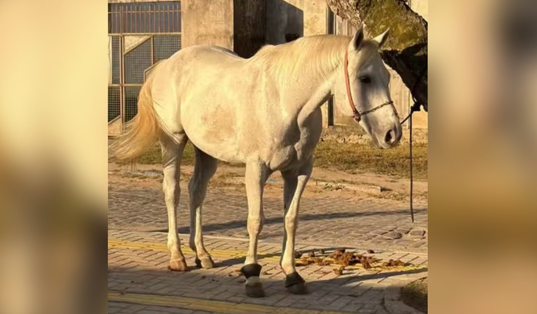 Cavalo de vaquejada é recuperado após crime na Bahia e sucessivas aquisições; animal é avaliado em R$ 100 mil