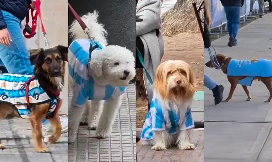 Selecão: cachorros argentinos desfilam pelas ruas com a camisa do país