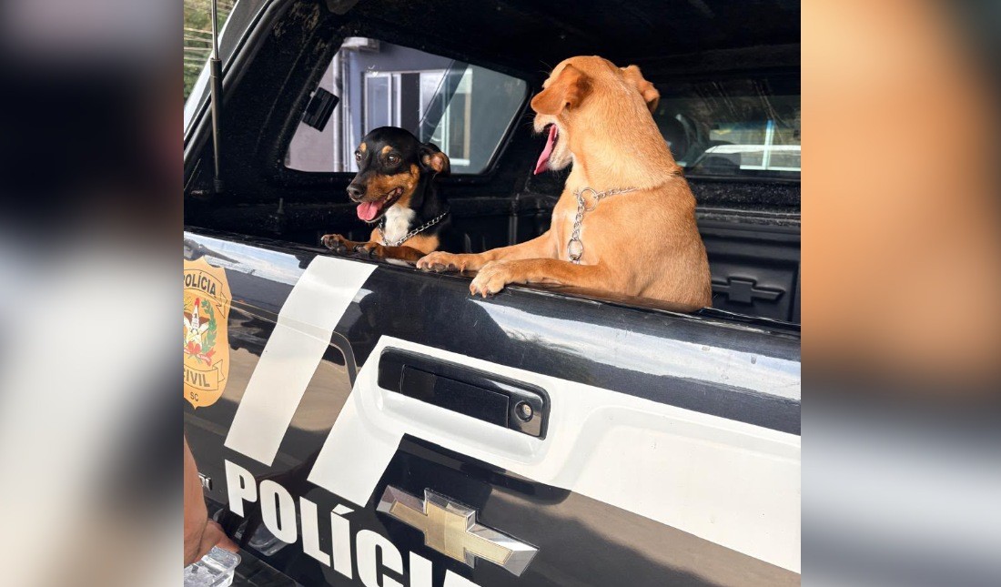 Homem investigado por enforcamento de cão em elevador é indiciado por maus-tratos e tem guarda de animais suspensa, em Blumenau (SC) - QTU Questões do Universo
