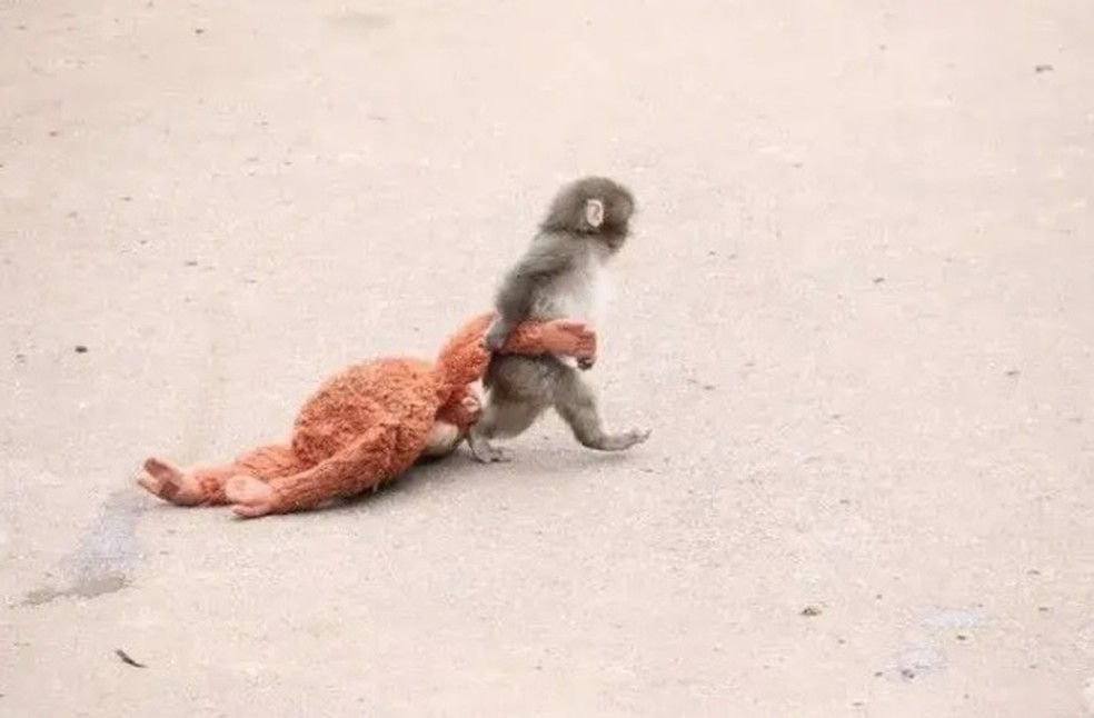 Punch e sua mãe de pelúcia no zoológico de Ichikawa — Foto: Reprodução/X(@ichikawa_zoo)