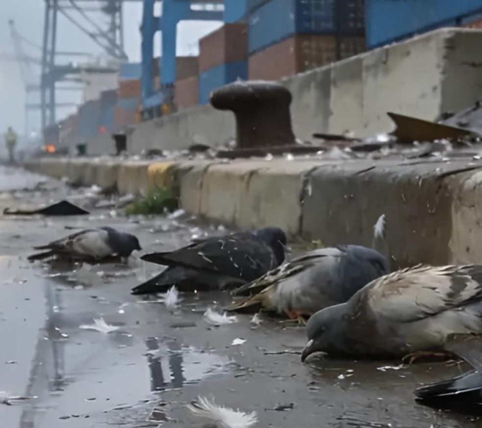 Pombos mortos por pedras de chuva de granizo no porto de Tarragona (Espanha) — Foto: Reprodução/X
