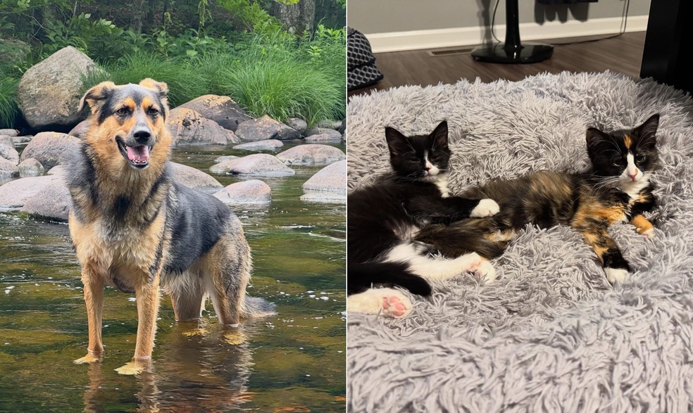 O c&atilde;o Dakota e os gatinhos Casey e Beth &mdash; Foto: Kim Schantz