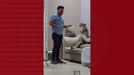 Influencer 'especializado em felinos' é atacado por guepardo e provoca indignação: 'Bem feito!'