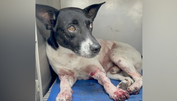 Cachorro é baleado no Morro do Turiaçu, na Zona Norte do Rio