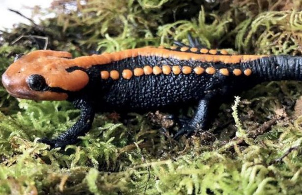 Animal foi encontrado no Vietn&atilde; &mdash; Foto: Reprodu&ccedil;&atilde;o