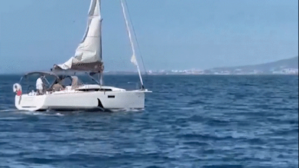 Orcas afundam veleiro na costa de Portugal &mdash; Foto: Reprodu&ccedil;&atilde;o/X