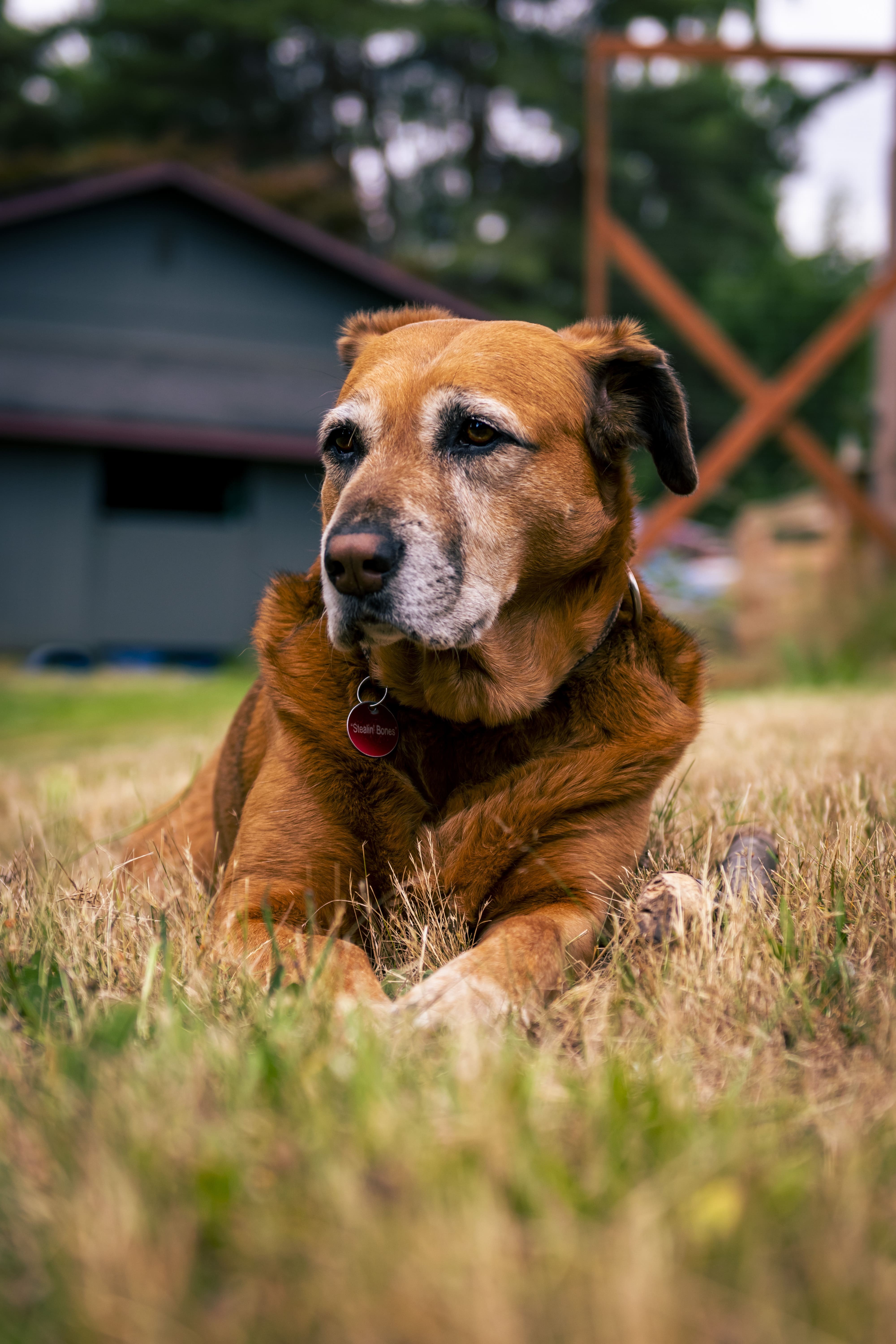 Um novo tempo: veja quais cuidados que o cachorro precisa quando envelhece