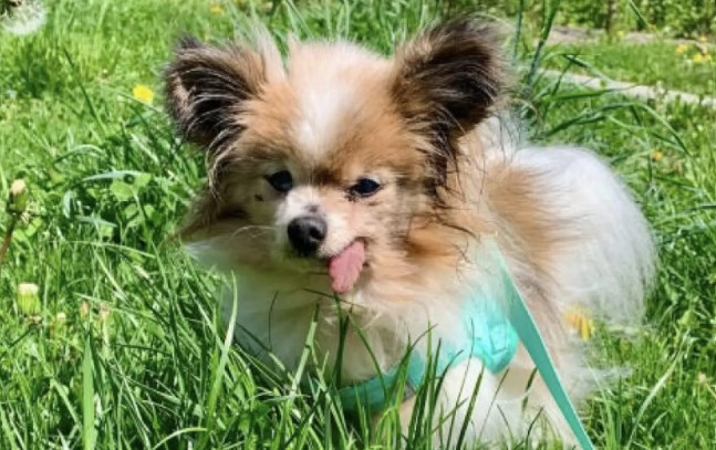 Cão 'mais velho do mundo' tem 31 anos, diz diretora de abrigo