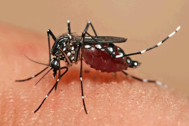 Por que algumas pessoas reagem tão mal às picadas de mosquito? A resposta está na saliva dos insetos