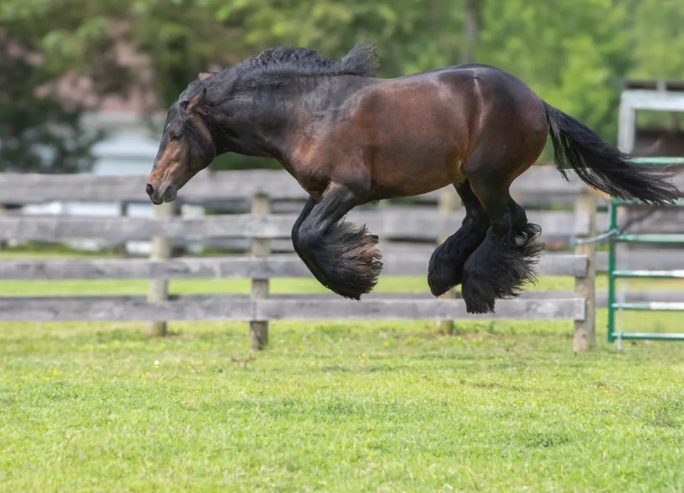 Comedy Pet: 'cavalo voador', dos EUA — Foto: Divulgação
