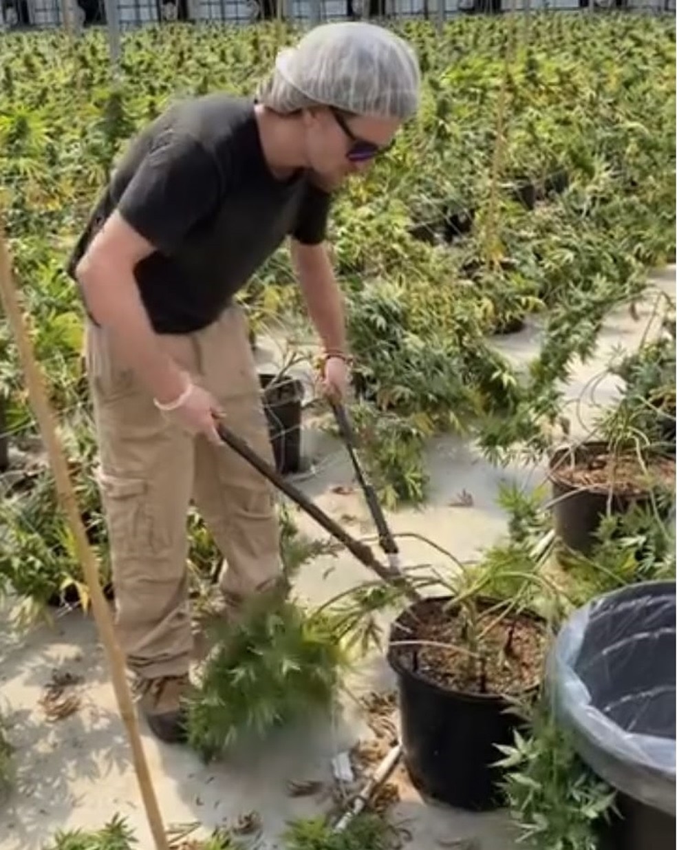 Bruno Ciocler trabalha com cultivo de maconha no Canadá — Foto: rep/  instagram