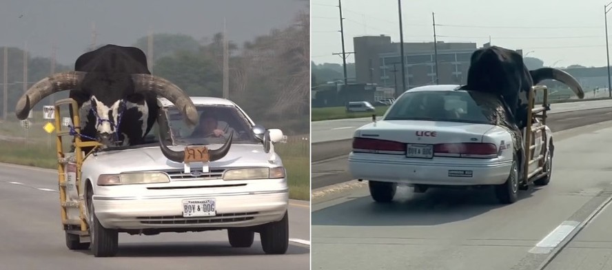 Motorista  parado pela polcia dirigindo com touro enorme no banco do passageiro em estrada no Nebraska, EUA