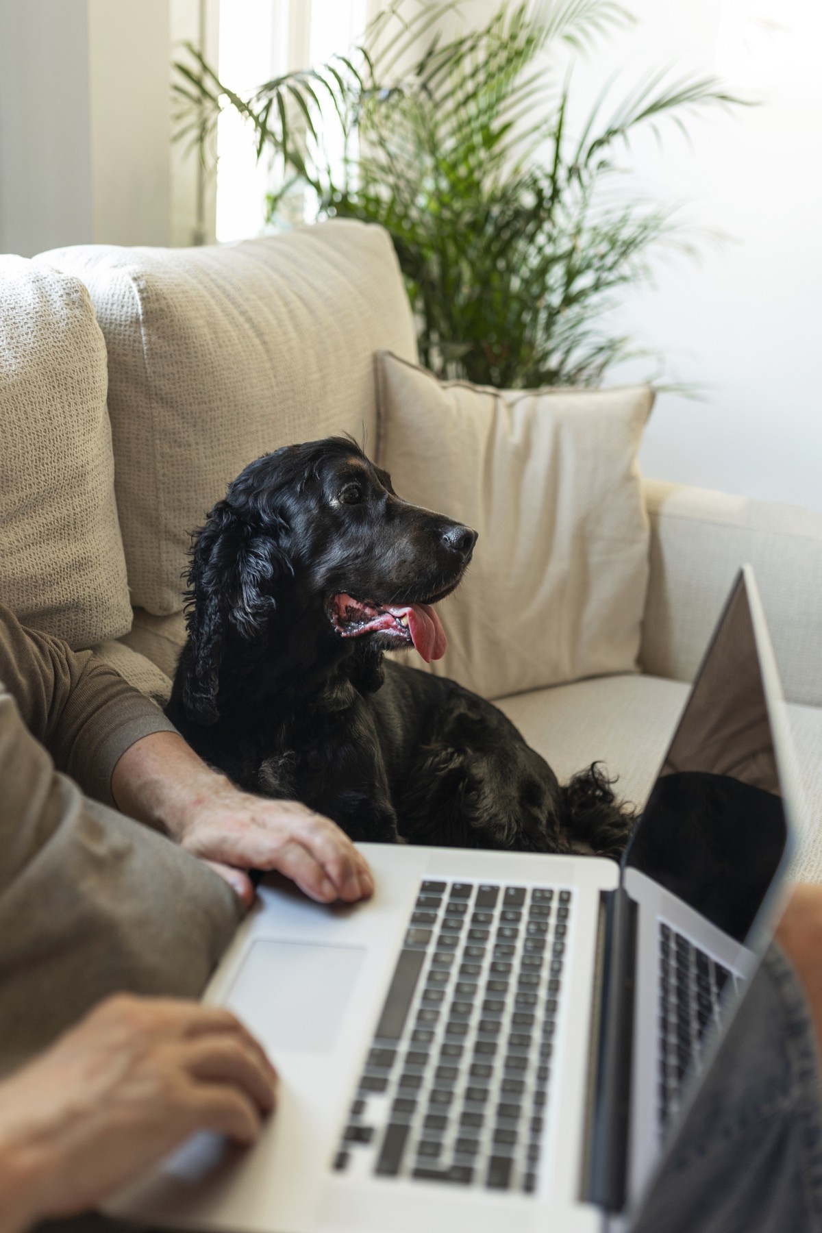 Funcionário pede indenização à empresa após ser mordido pelo próprio cachorro em home office; Justiça nega