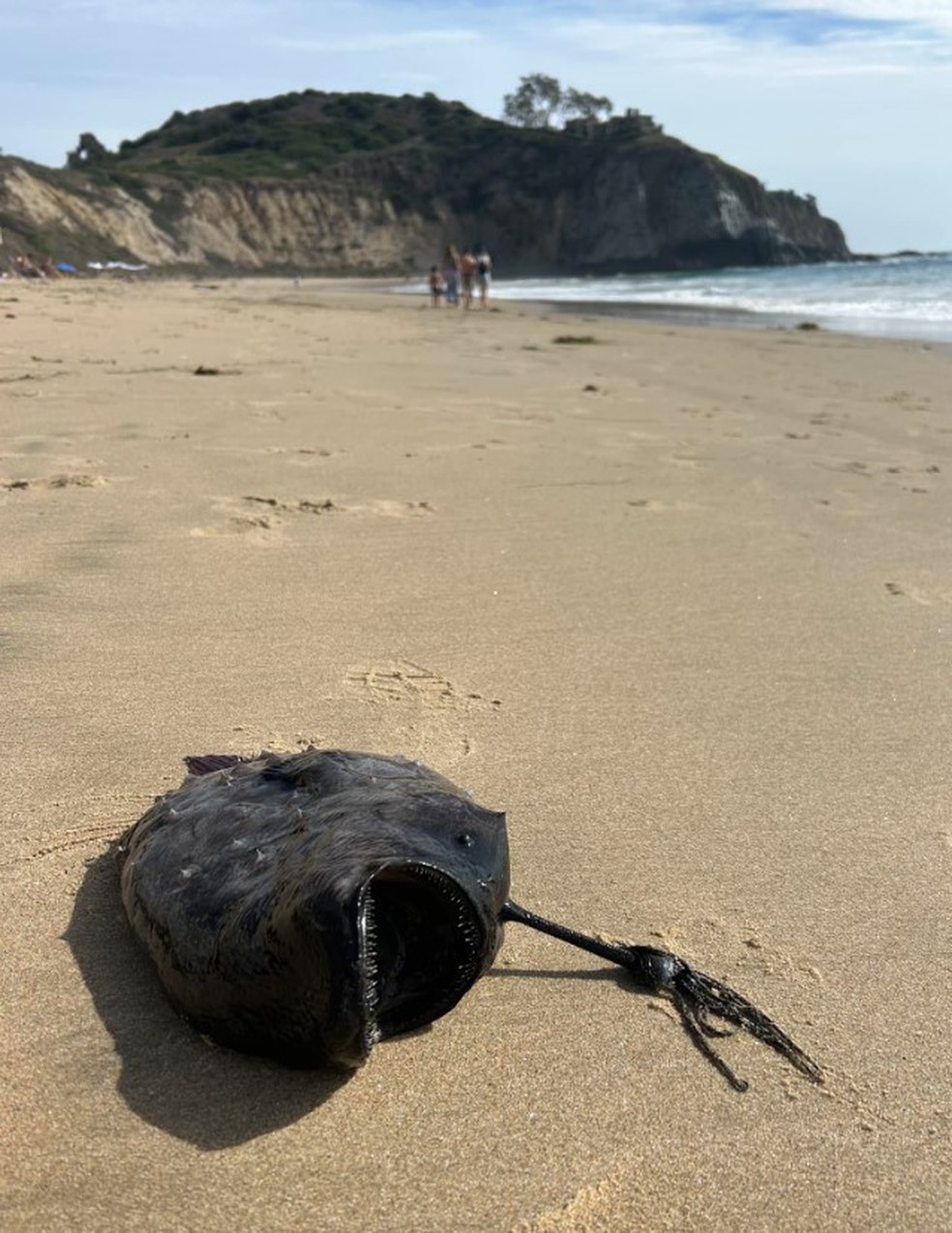 Peixe-futebol, que vive nas profundezas do Pac&iacute;fico, &eacute; encontrado na areia de praia da Calif&oacute;rnia &mdash; Foto: Reprodu&ccedil;&atilde;o/Facebook