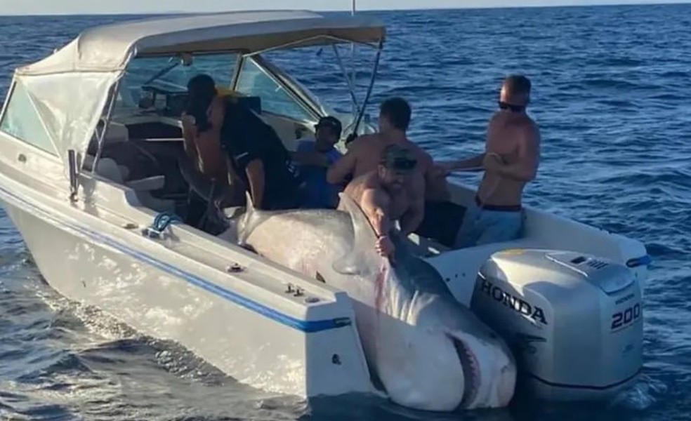 Paul Barning estava neste barco, o 'Dark Horse', com outros tr&ecirc;s pescadores quando o incidente ocorreu &mdash; Foto: Reprodu&ccedil;&atilde;o/Facebook(Port Hacking Game Fishing Club)