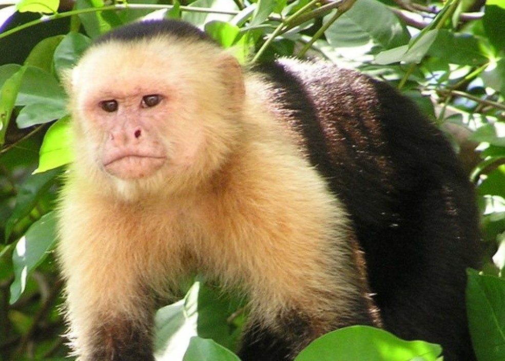 Macaco-prego (imagem meramente ilustrativa) — Foto: Reprodução/Wikimedia Commons