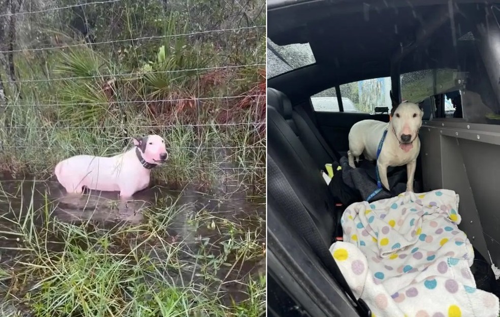 Jumbo foi resgatado por policiais na Fl&oacute;rida &mdash; Foto: Reprodu&ccedil;&atilde;o/X