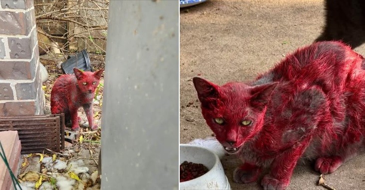 Gata vermelha que levou a alerta nos EUA pode nunca ser encontrada - QTU Questões do Universo