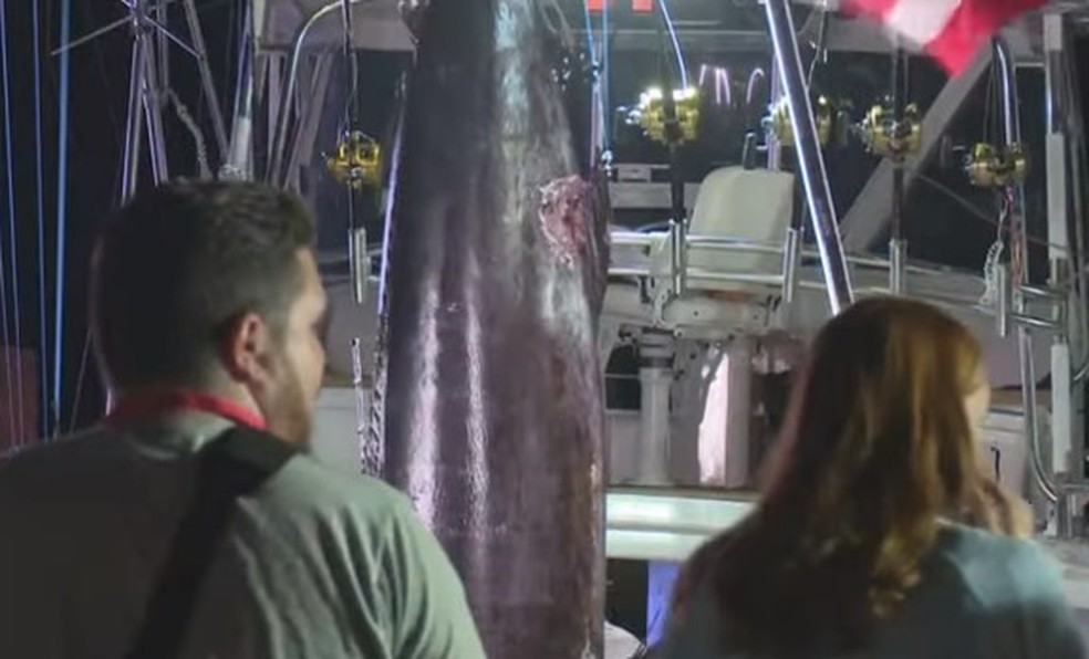 Marca de mutilação em marlim-azul eliminou tripulação em torneio nos EUA — Foto: Reprodução