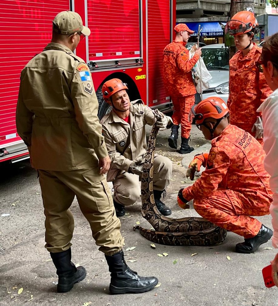 Jiboia capturada pelos bombeiros em Botafogo nesta sexta-feira