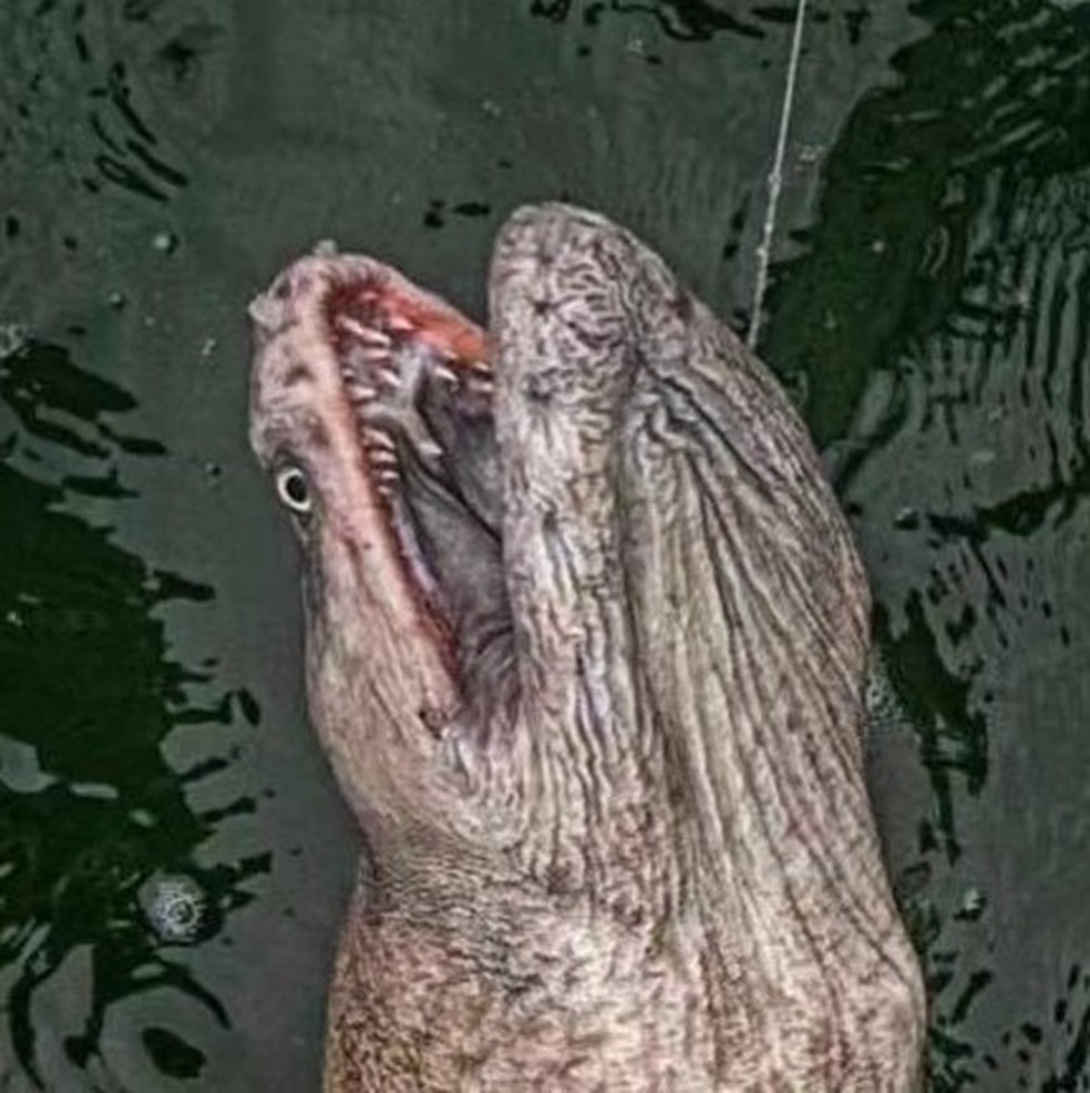 Pescador se surpreende após fisgar criatura na Austrália: 'Nunca vi nada parecido' — Foto: Reprodução/Facebook