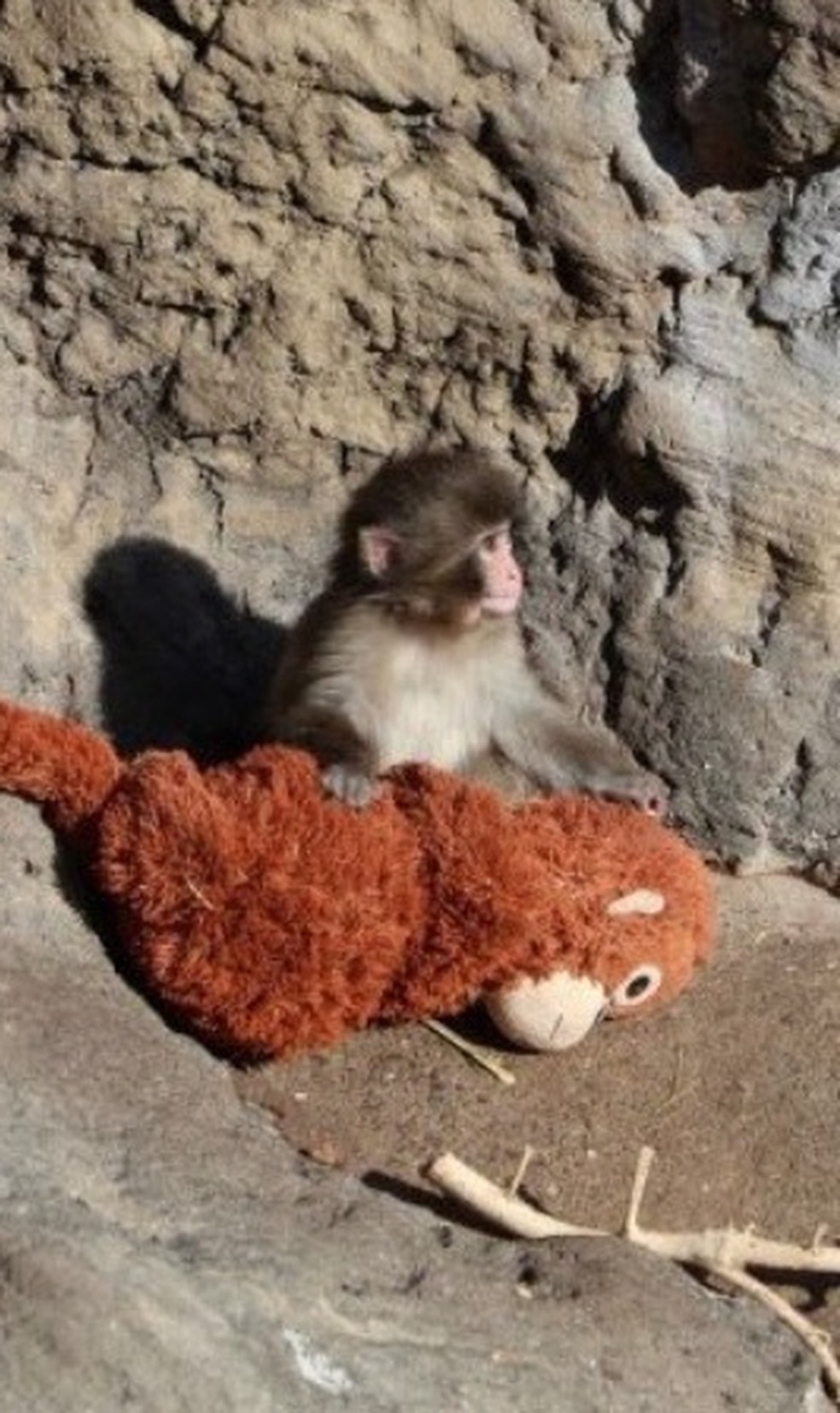 Punch e sua mãe de pelúcia no zoológico de Ichikawa — Foto: Reprodução/X(@ichikawa_zoo)