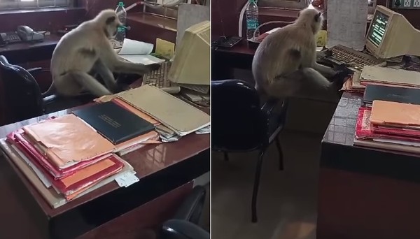 Macaco é visto 'trabalhando' em escritório de companhia ferroviária