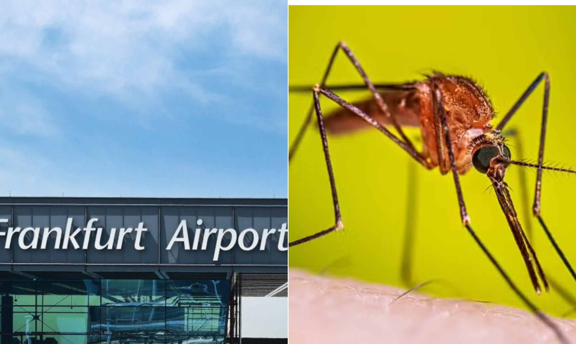 Surto de malária em aeroporto da Alemanha que matou dois funcionários pode ter surgido por 