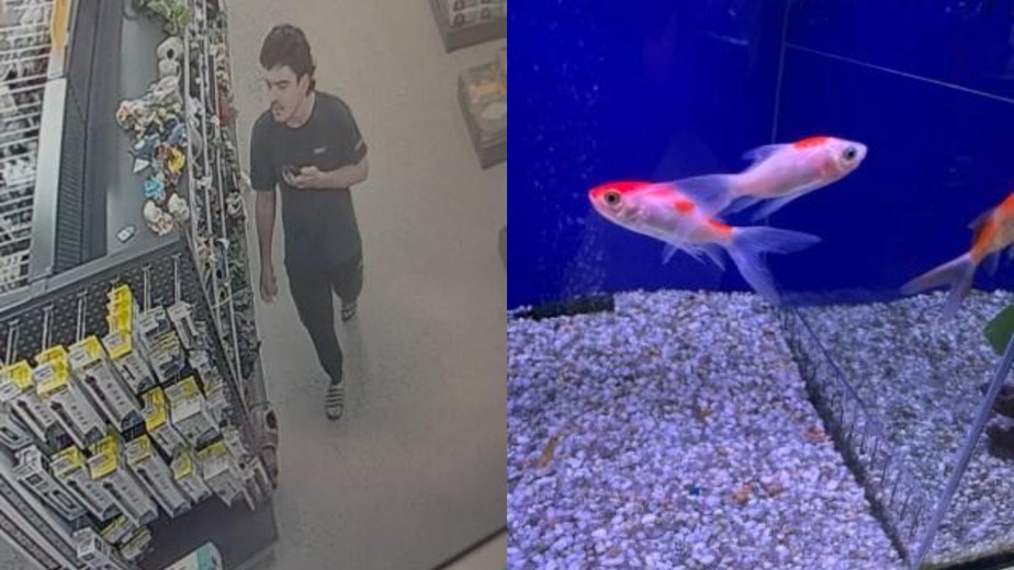 Homem é denunciado após entrar em pet shop, engolir peixe vivo e homenagear  Donald Trump