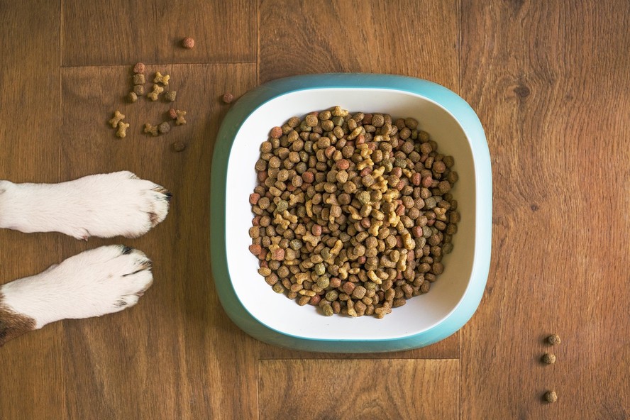 Com que frequência a tigela de comida e de água do seu cachorro deve ser limpa?