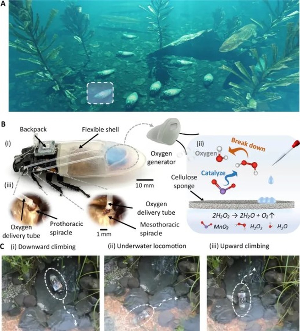 Cientistas desenvolvem traje de mergulho que permitem que baratas respirem debaixo d'agua por até 3 horas — Foto: Reprodução