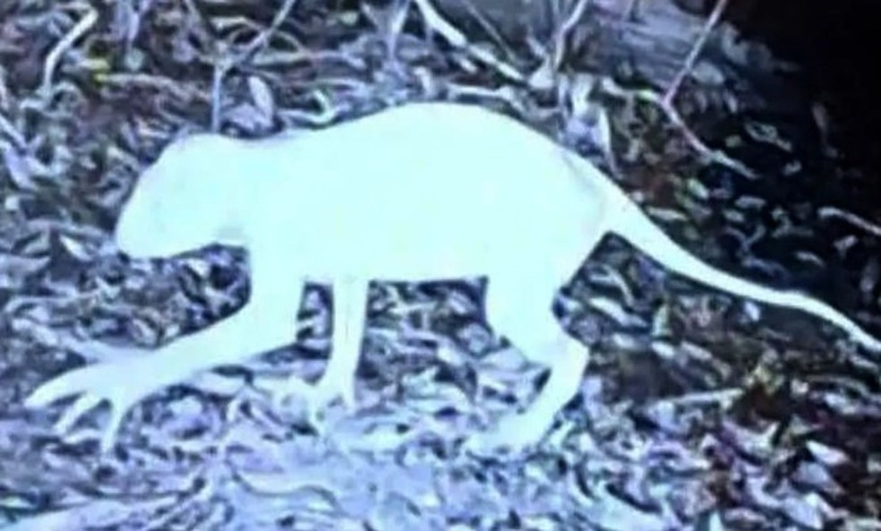 Criatura bizarra e misteriosa é avistada no México e faz moradores fugirem de casa com medo — Foto: Reprodução