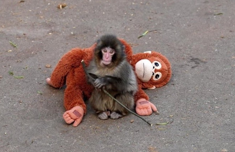 Punch e sua mãe de pelúcia no zoológico de Ichikawa — Foto: Reprodução/X
