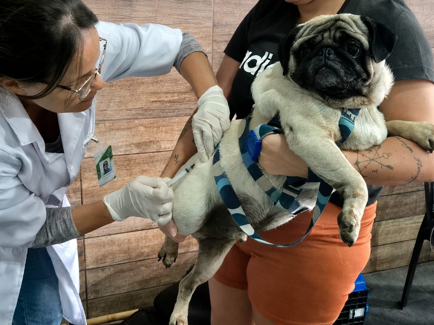 Bairro da Glória recebe programa gratuito de vacinação antirrábica para cães e gatos