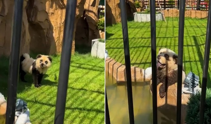 Zoo na China admite ter tingido c&atilde;es para parecerem pandas