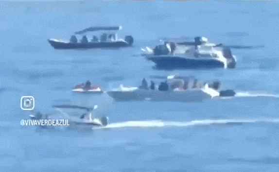 ONG denuncia perseguição de 40 barcos a baleia filhote em São Paulo