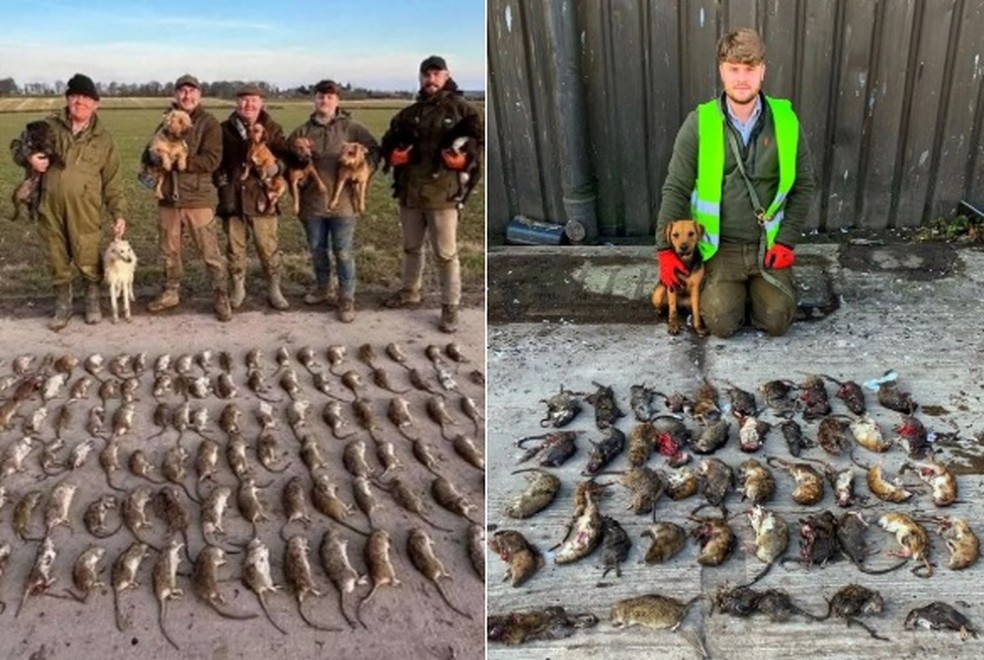 Ratos exterminados no Reino Unido &mdash; Foto: Reprodu&ccedil;&atilde;o