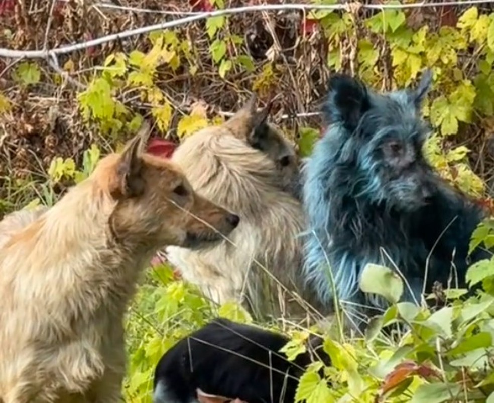 Cão azul se destaca em Chernobyl — Foto: Reprodução/TikTok