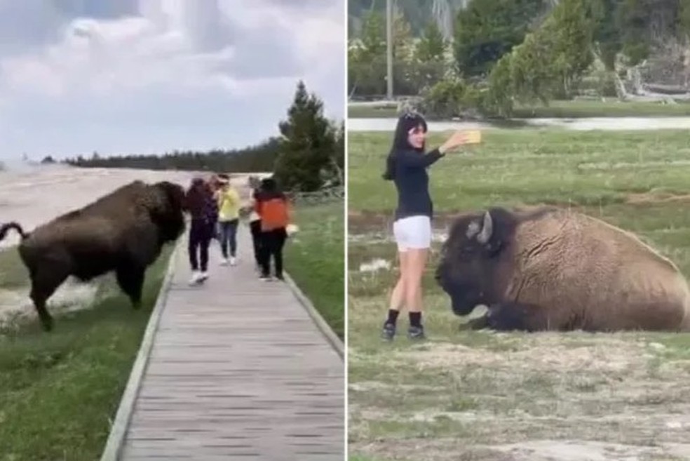 Visitantes se aproximam de bisão para tirar selfies no parque de Yellowstone — Foto: Reprodução/Twitter