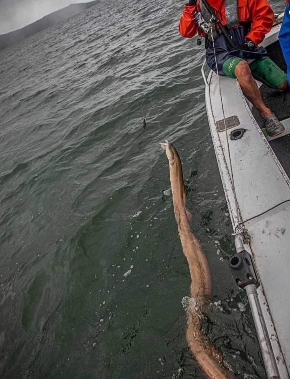 Pescador se surpreende após fisgar criatura na Austrália: 'Nunca vi nada parecido' — Foto: Reprodução/Facebook