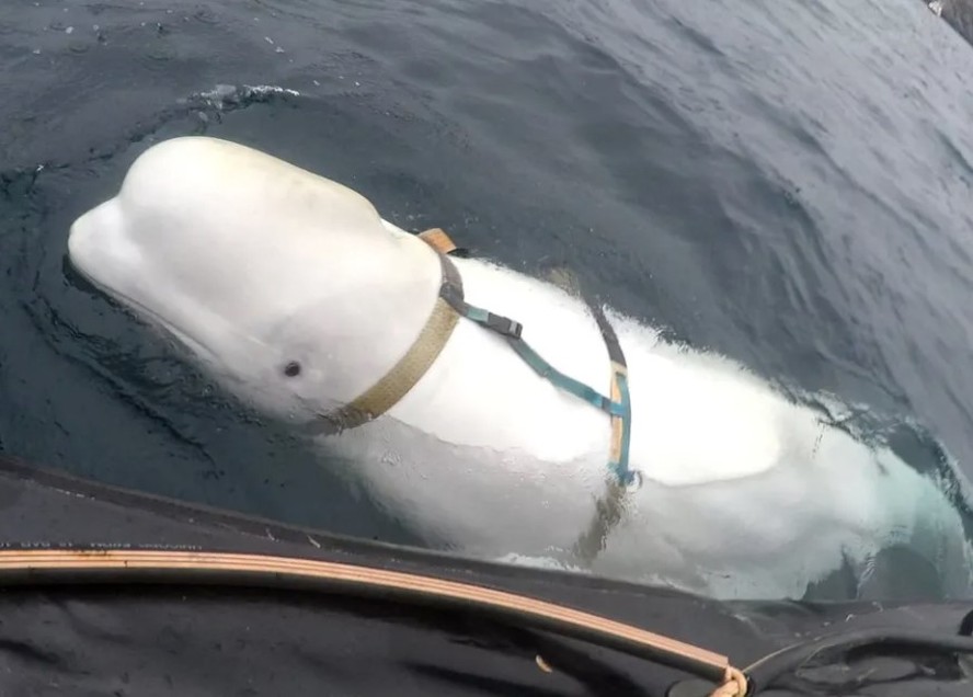 Beluga suspeita de ser espiã a serviço da Rússia no Mar do Norte
