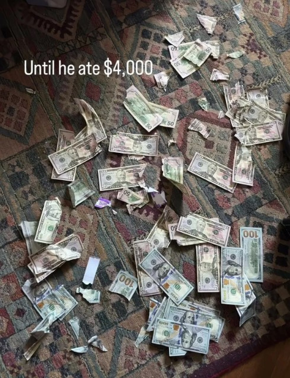 Cão come US$ 4 mil em notas, e casal tenta recuperar o dinheiro nas fezes do animal — Foto: Reprodução/Instagram