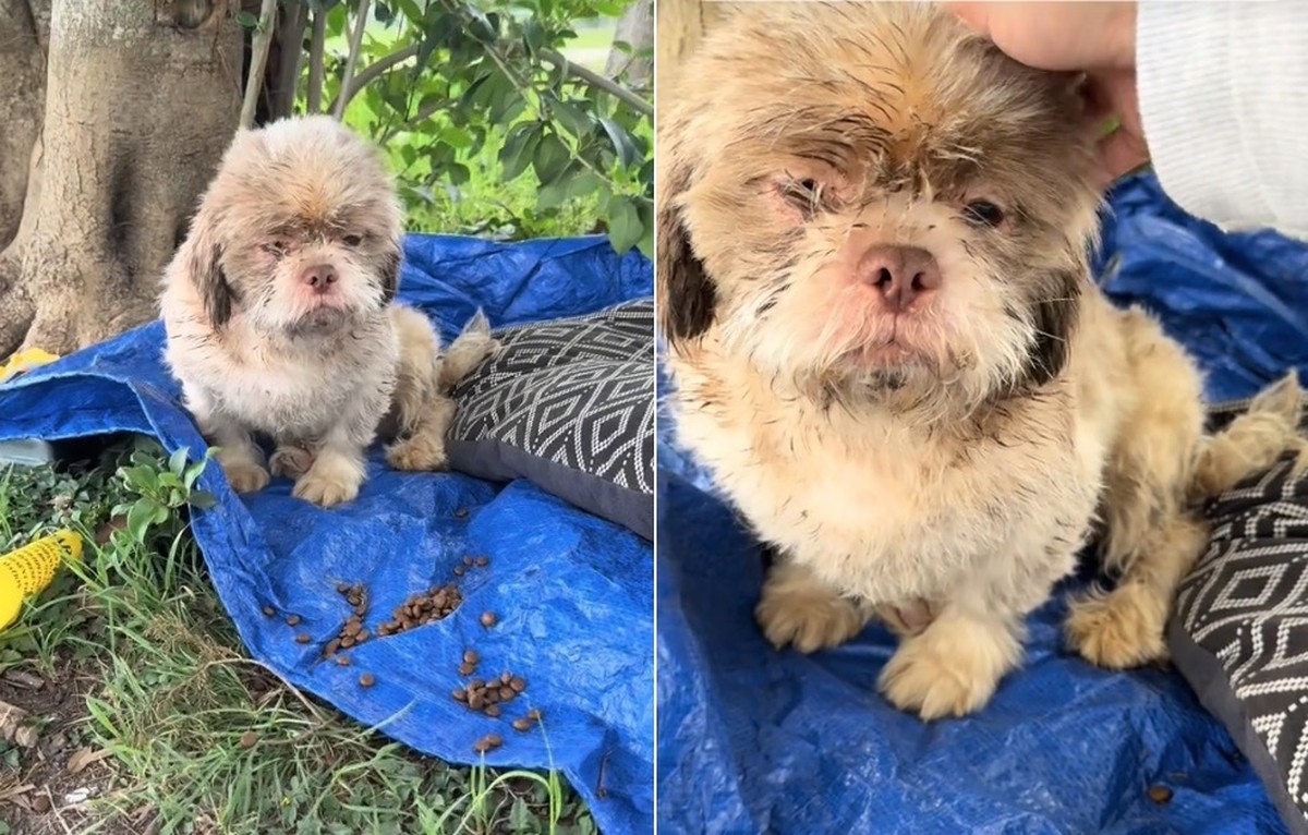 Cão espera por tutor em parque, mas o desfecho comove a web ...