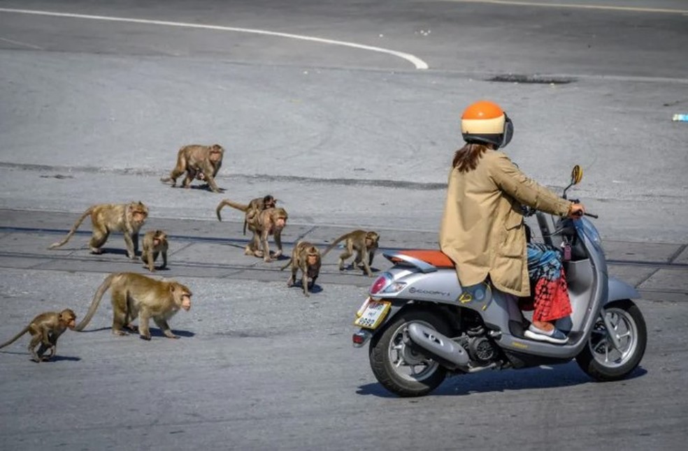 Macacos se aproximam de motociclista em Lopburi — Foto: AFP